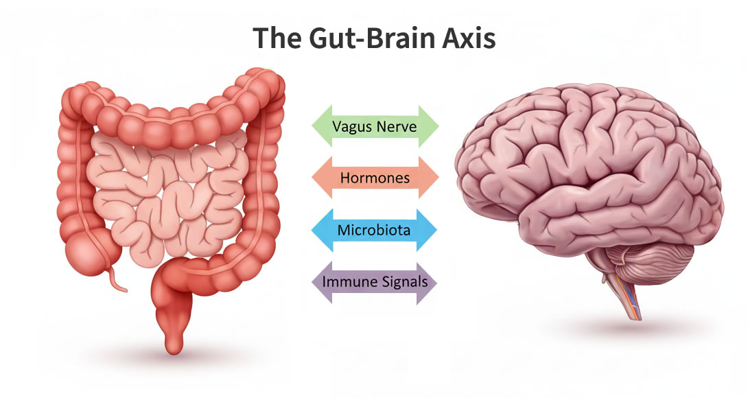 Gut Brain Axis