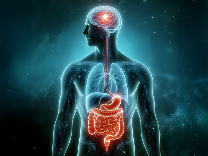 Gut Brain Connection